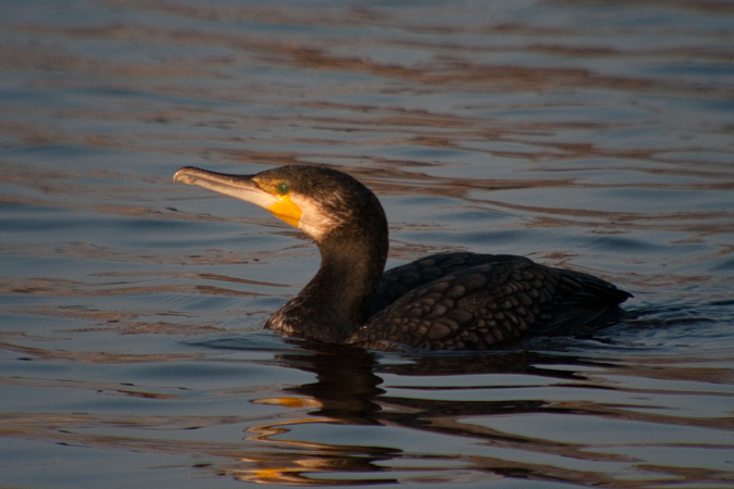 Corb marí gros ( Phalacrocorax carbo )