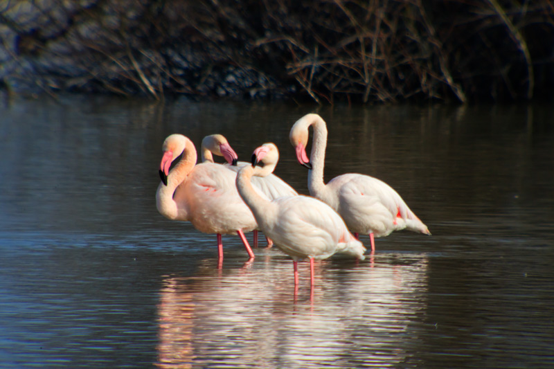 Flamenc (Phoenicopterus ruber)