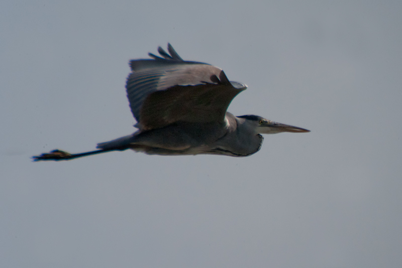 Bernat pescaire (Ardea cinerea)