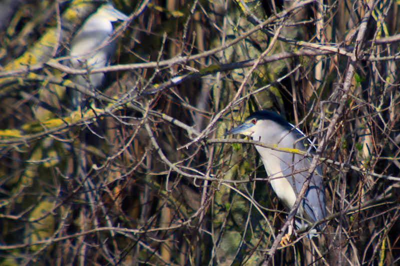 Martinet de nit  (Nycticorax nycticorax)