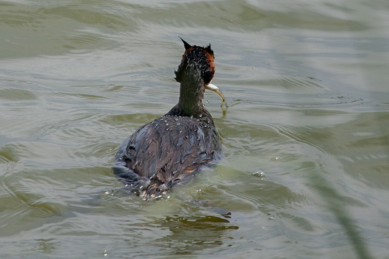 Cabussó emplomallat (Podiceps cristatus)