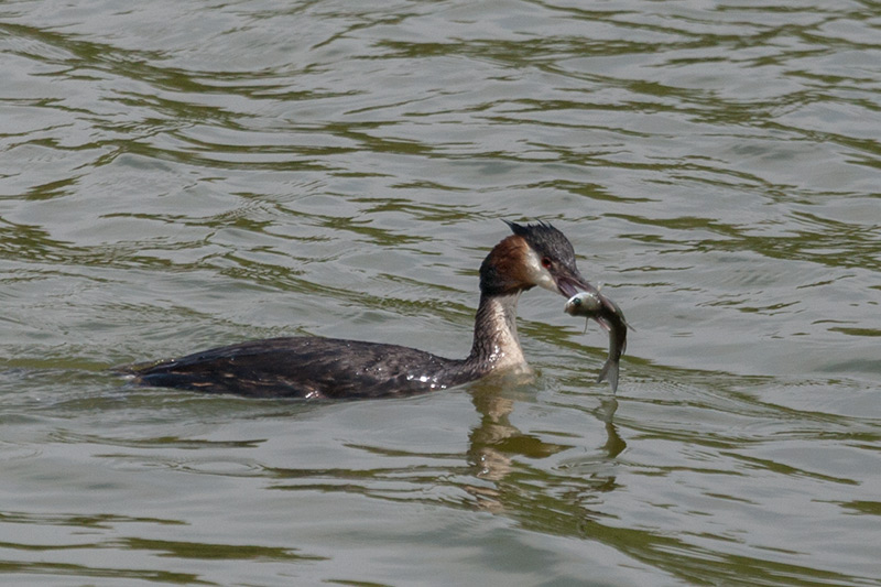 Cabussó emplomallat (Podiceps cristatus)