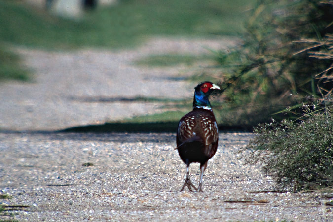 Faisà. Phasianus colchicus