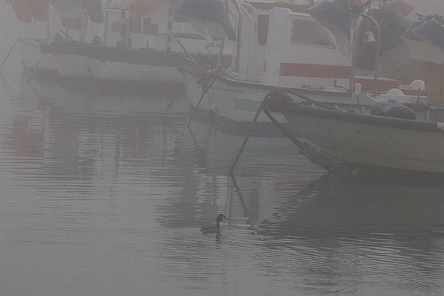 Cabussó emplomallat (Podiceps cristatus)