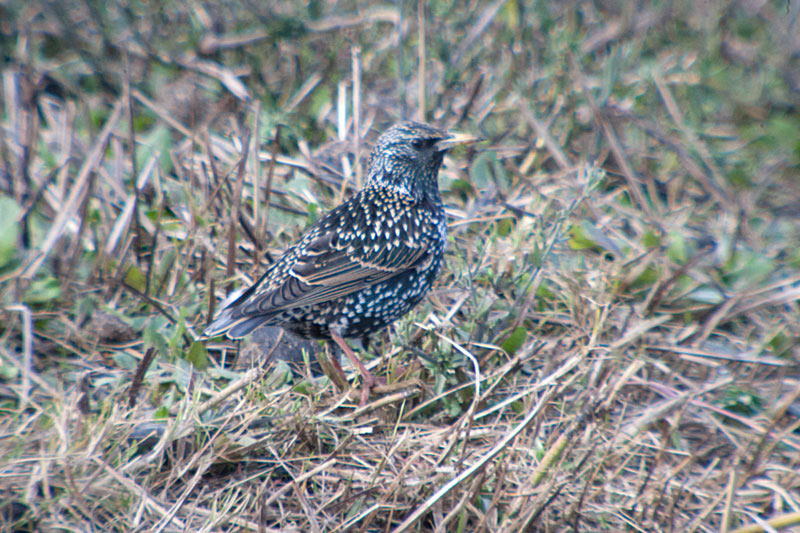 Estornell vulgar (Sturnus vulgaris)