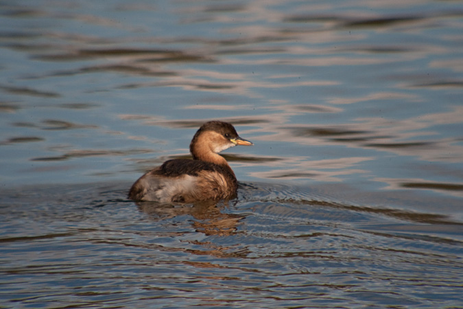 Cabusset (Tachybaptus ruficollis)