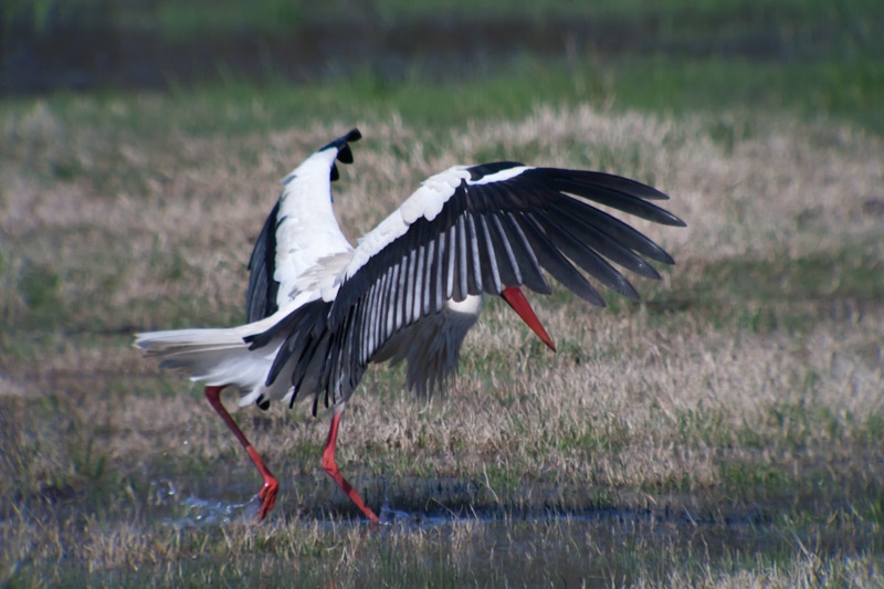 Cigonya blanca (Ciconia ciconia) 3de4