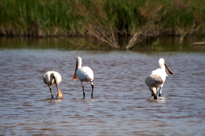 Bec planer (Platalea leucorodia)