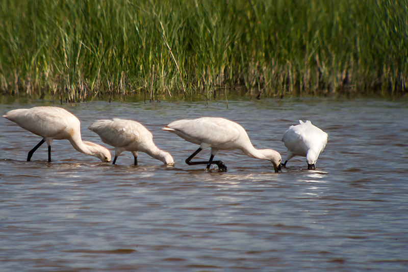 Bec planer (Platalea leucorodia)