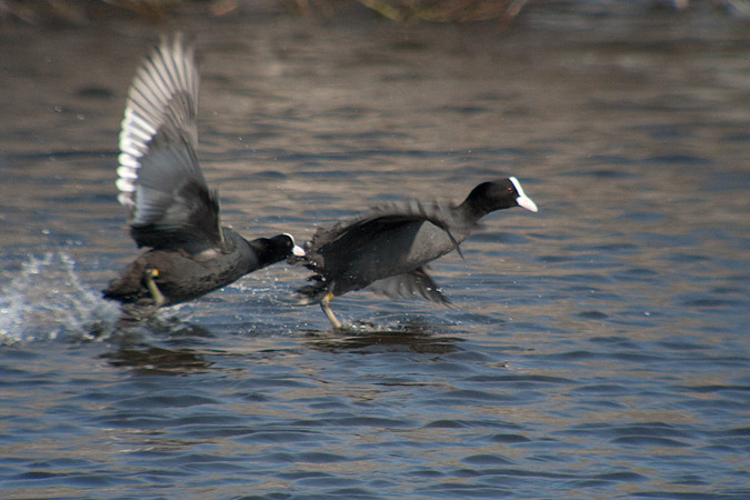 Fotja (Fulica atra)