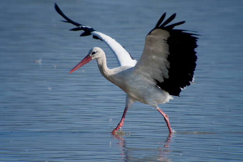 Cigonya (Ciconia ciconia)