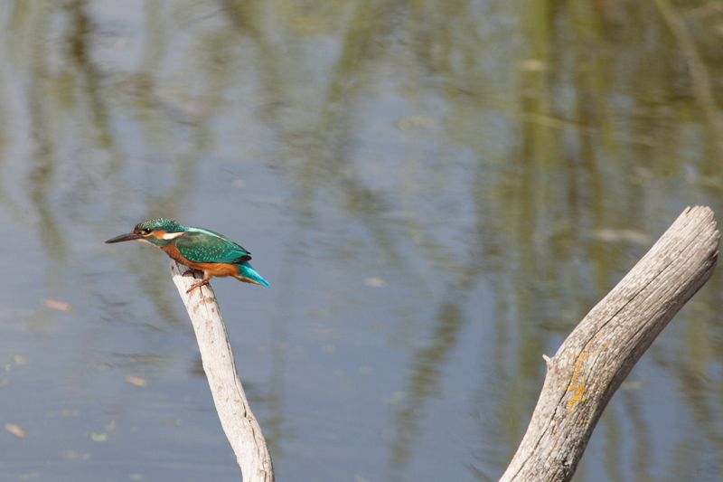 Blauet (Alcedo atthis)