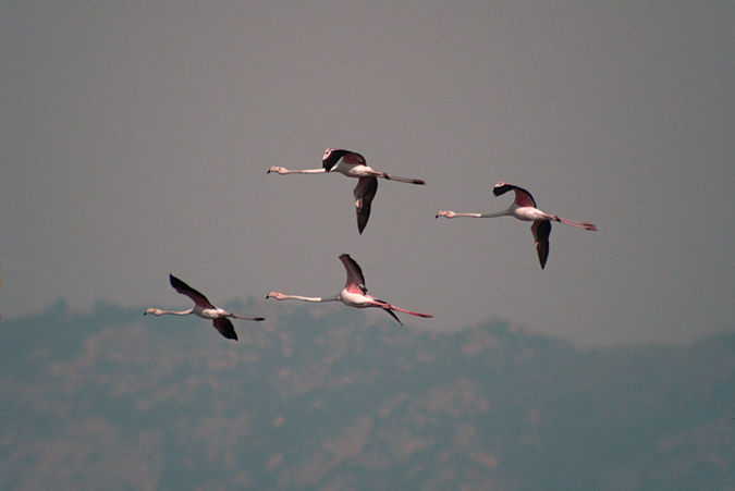 Flamenc (Phoenicopterus ruber) 1