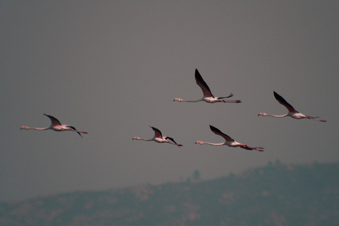 Flamenc (Phoenicopterus ruber) 2