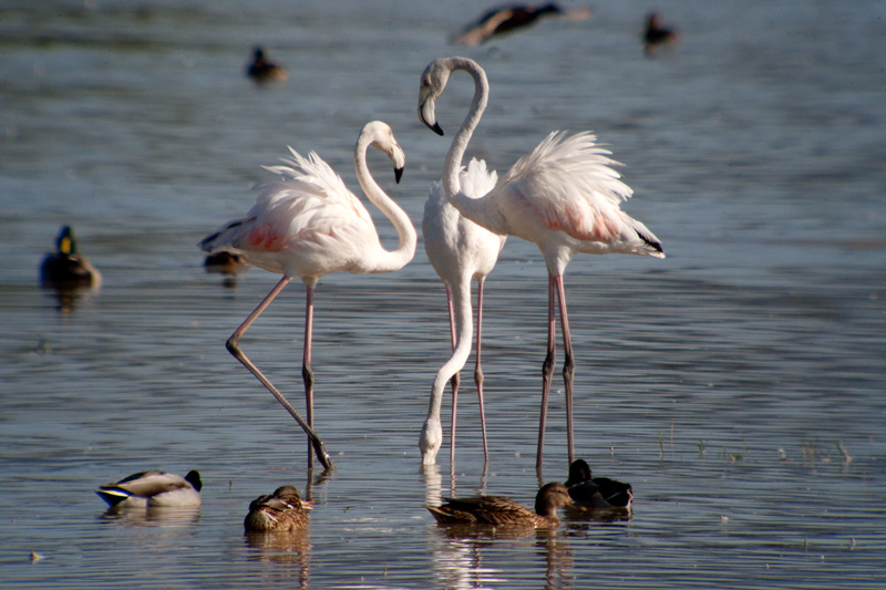 Flamenc (Phoenicopterus roseus)