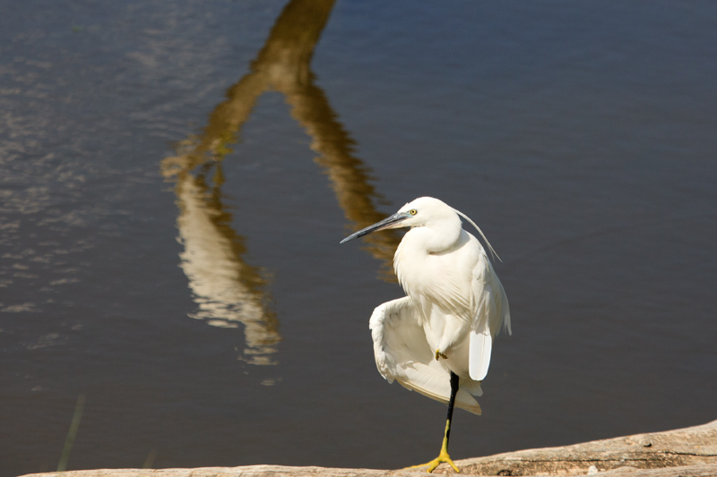 Martinet blanc (Egretta garzetta)