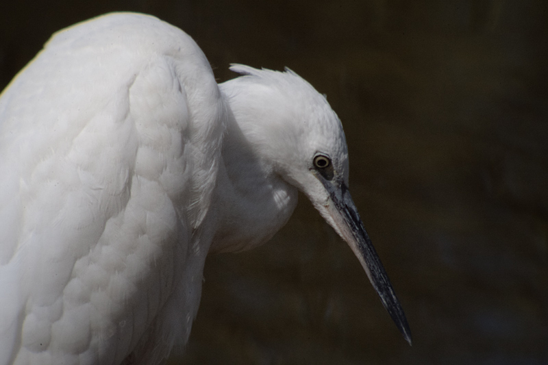 Martinet blanc (Egretta garzetta)