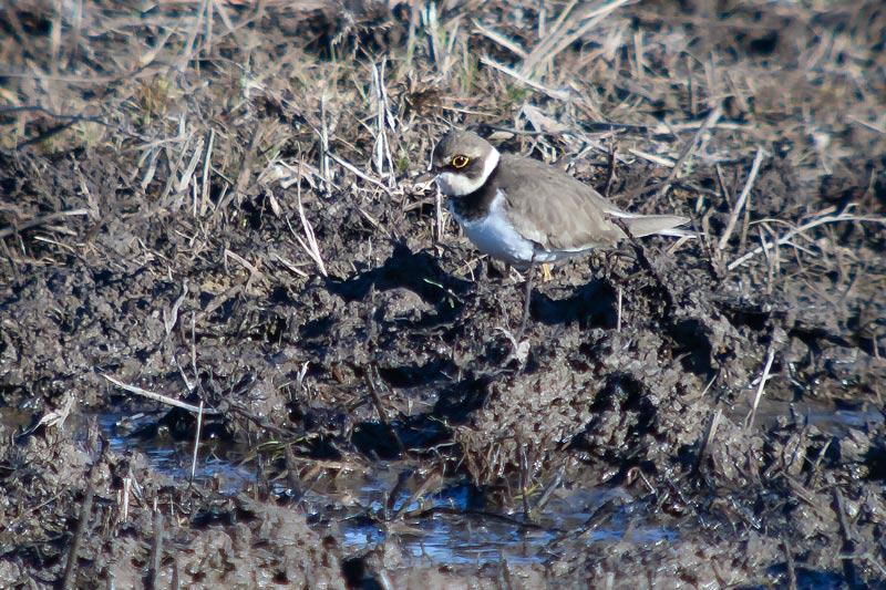 Corriol petit (Charadrius dubius)