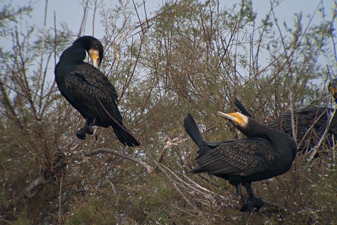 Corb marí gros ( Phalacrocorax carbo )