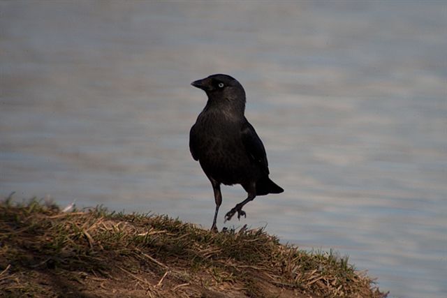 Gralla ( Corvus Monedula )