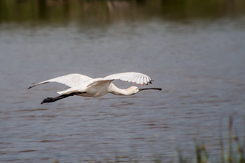 Bec planer (Platalea leucorodia)