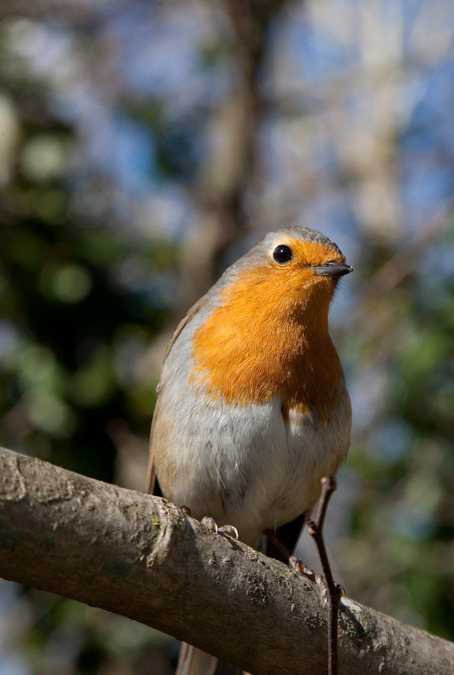 Pit roig (Erithacus rubecula)