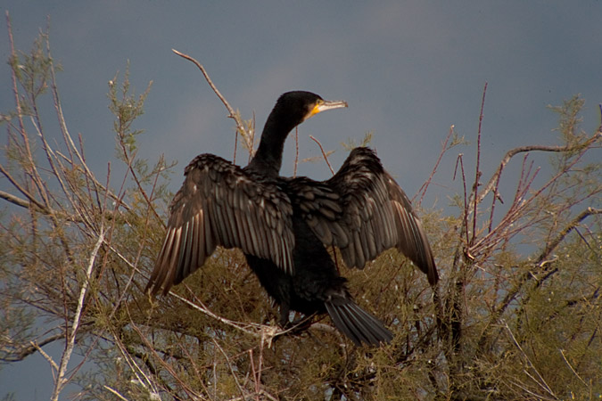 Corb marí gros ( Phalacrocorax carbo )