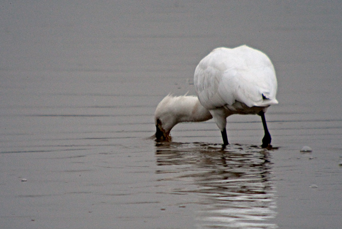 Bec planer (Platalea leucorodia)