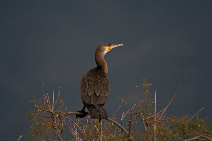 Corb marí gros ( Phalacrocorax carbo )