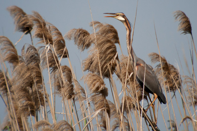 Agró roig (Ardea purpurea).