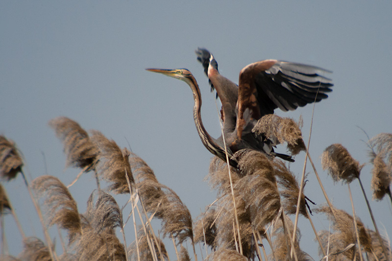 Agró roig (Ardea purpurea).