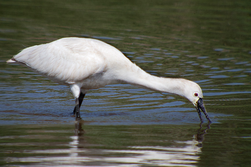 Bec planer (Platalea leucorodia)