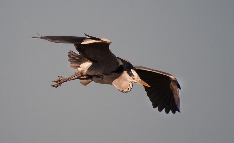 Bernat pescaire (Ardea cinerea)