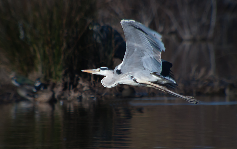 Bernat pescaire (Ardea cinerea)