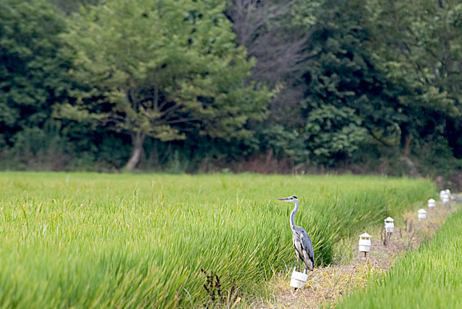 Bernat pescaire (Ardea cinerea)