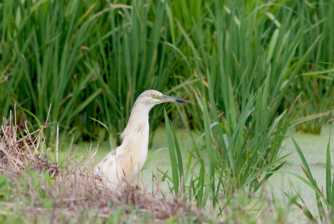 Martinet ros. (Ardeola ralloides)