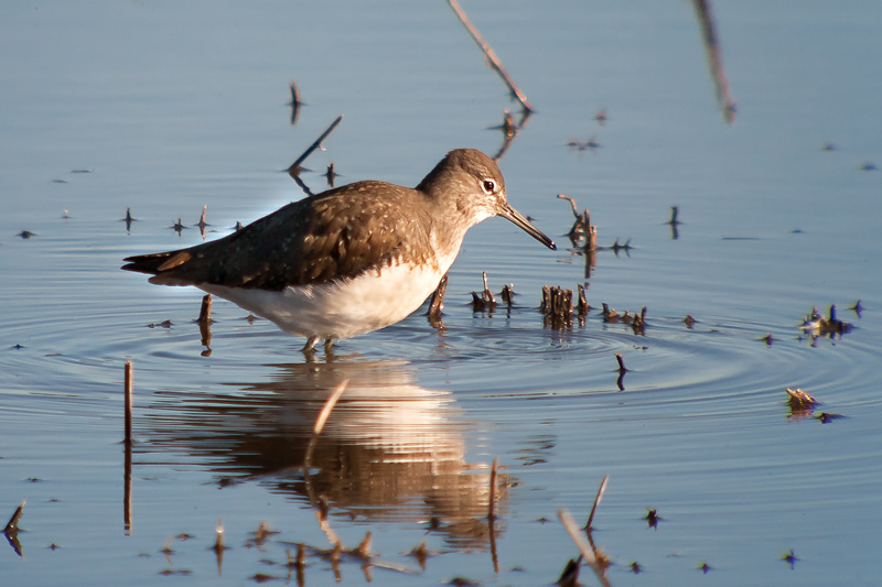 Xivita (Tringa ochropus)