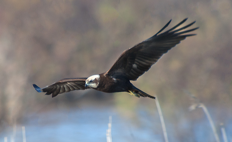 Arpella vulgar (Circus aeruginosus)