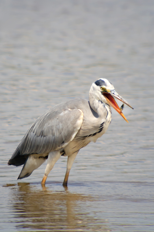 Bernat pescaire (Ardea cinerea)