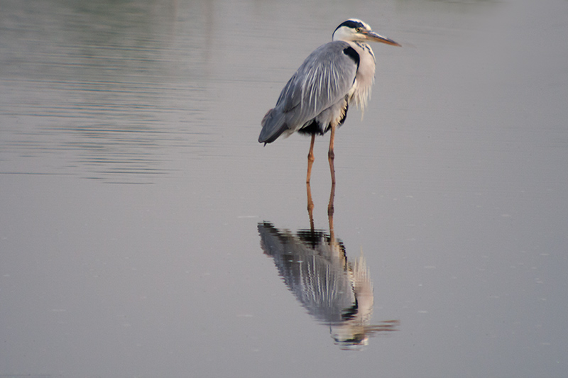 Bernat pescaire (Ardea cinerea)