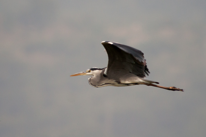 Bernat pescaire (Ardea cinerea)