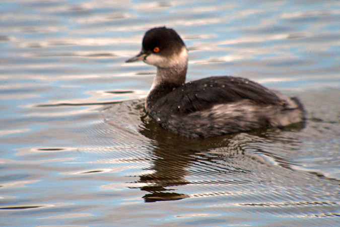 Cabussó collnegre (Podiceps nigricollis)