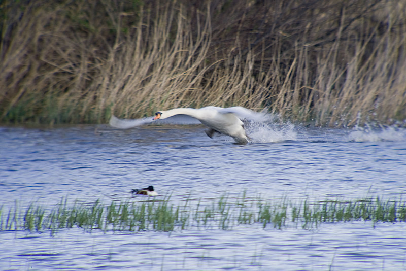 Cigne mut (Cygnus olor)