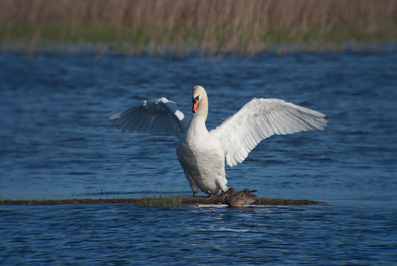 Cigne mut (Cygnus olor)