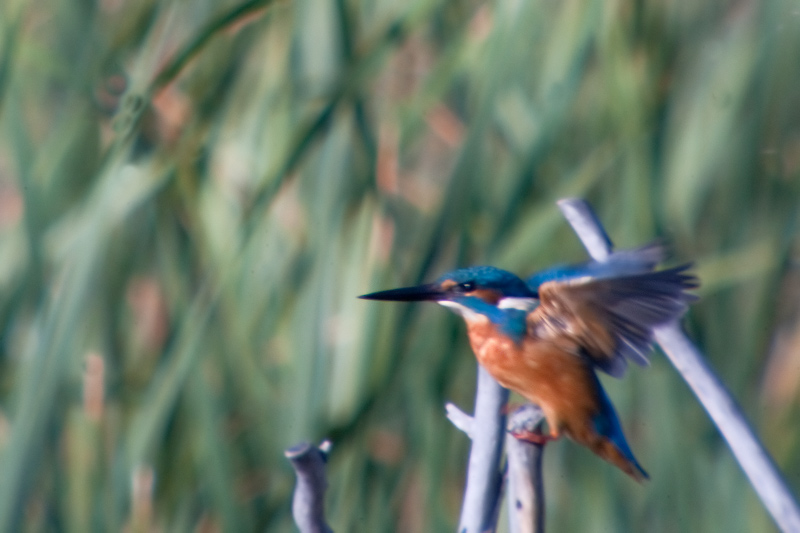 Blauet (Alcedo atthis)