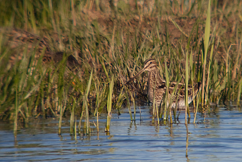 Becadell comú (Gallinago gallinago)