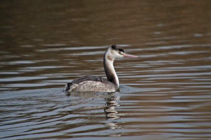 Cabussó emplomallat (Podiceps cristatus)