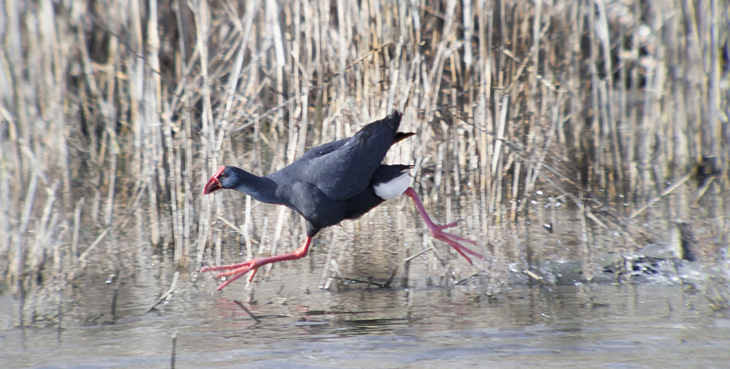 Polla blava (Porphyrio porphyrio)