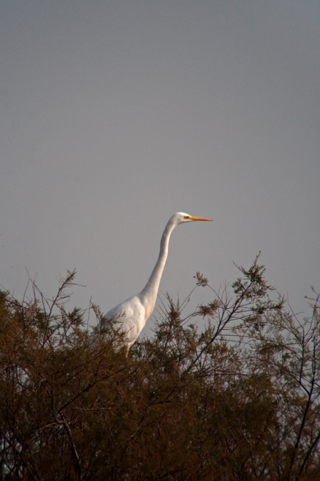 Agró blanc ( Egretta alba )