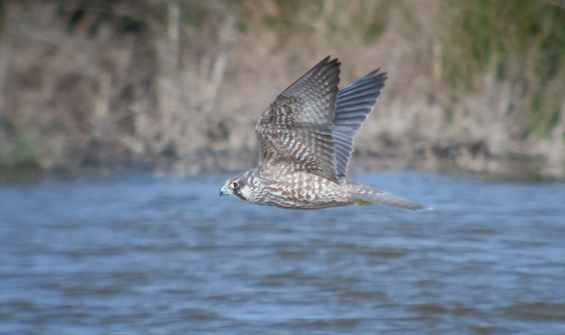 Falcó pelegrí (Falco peregrinus)